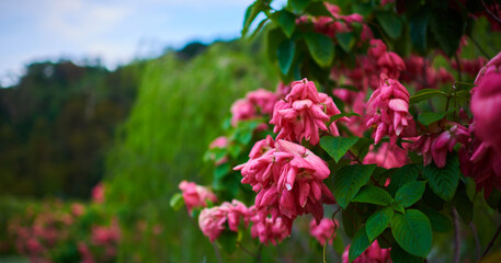 Colorful flowers on foliage nature background. Summer blooming beautiful garden flowers. Spring scenes of blooming flowers in the garden.