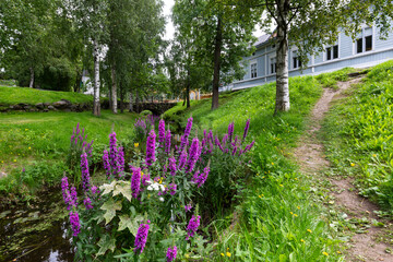 Loosestrife by river Raumanjoki