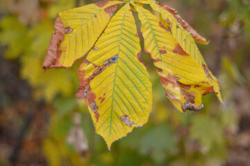 Autumn bright foliage in the park close-up