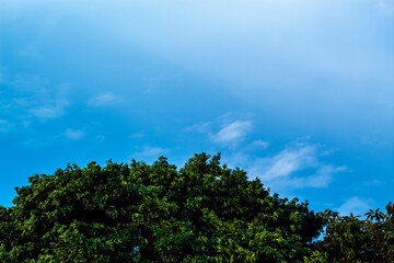 Obraz premium Green leafs on a blue sky