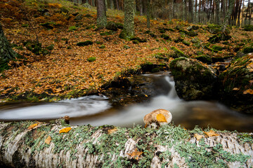 Birch forest, Canencia, Madrid, Spain