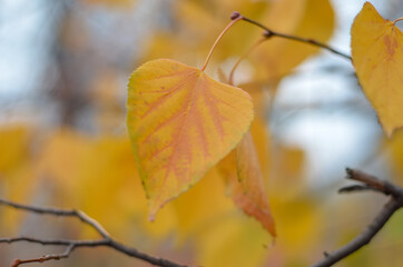 Autumn bright foliage in the park close-up