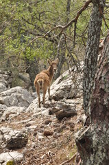 Naklejka na ściany i meble Cabra montesa mira al objetivo en la Sierra de Cazorla