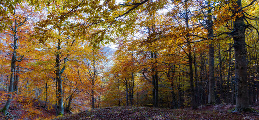 Beech forest in autumn. Brown colors and foliage