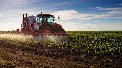 Tractor spraying young corn with pesticides - obrazy, fototapety, plakaty