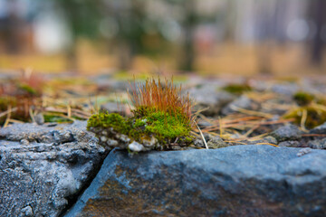 Green moss on the wall of natural stone.