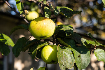 Branch of apple tree with sour red and yellow apple with green and yellow leaves is in a garden in autumn