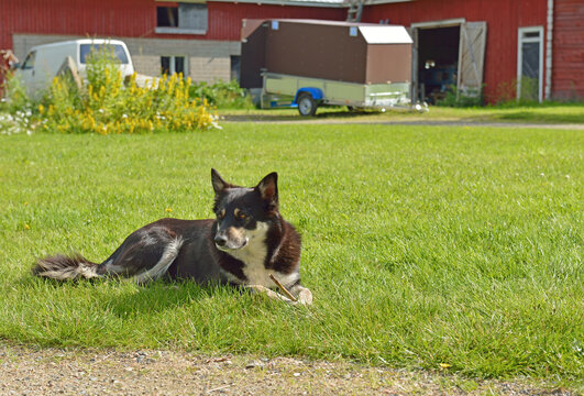 Dog with stick in farm yard. Taivalkoski, Finnish Lapland