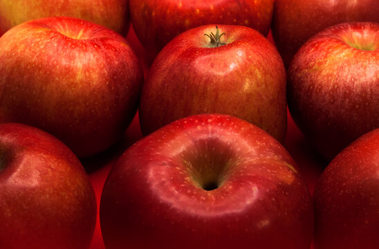 Red apples on a red background. Square orientation.