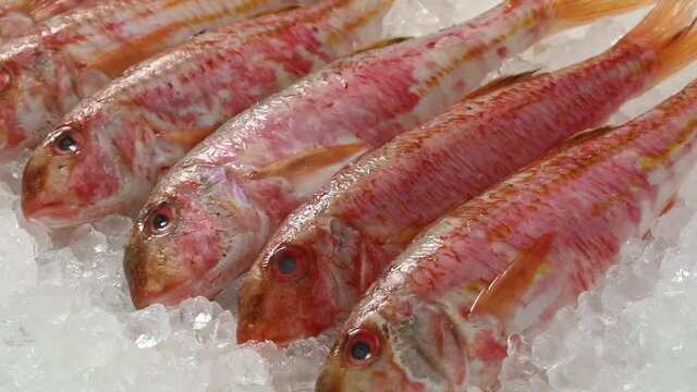 Fresh raw red mullets on ice close up