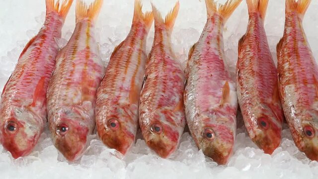 Fresh raw red mullets on ice close up
