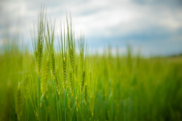 growing green wheat plant in field with shallow depth of field and nature landscape.
