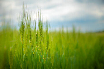 growing green wheat plant in field with shallow depth of field and nature landscape.