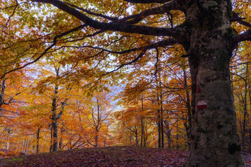 Beech forest in autumn. Brown colors and foliage