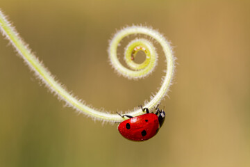 seven-spot ladybird on leaf in nature