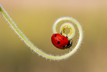 seven-spot ladybird on leaf in nature