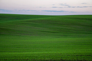 Fototapeta premium Landscape young wheat seedlings growing in a field. Green wheat growing in soil. Close up on sprouting rye agriculture on a field in sunset. Sprouts of rye. Wheat grows in chernozem planted in autumn.