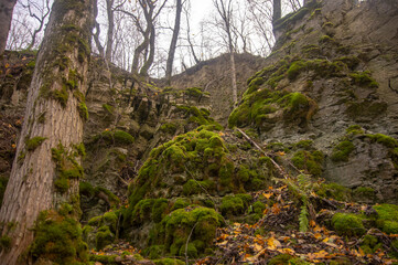 Rocks and autumn forest