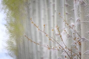 Artistic photograph of a poplar forest in the Villafafila Natural Park. Zamora
