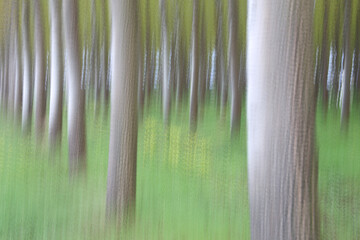 Artistic photograph of a poplar forest in the Villafafila Natural Park. Zamora