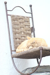 Cat sleeping in a chair on the Costa Brava. Cadaques. Salvador Dali's Places - Figueras and Cadaques