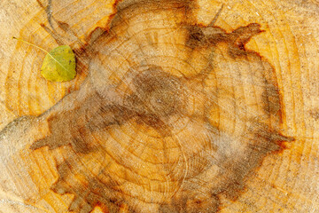 Cross section of poplar trunk and tree leaf.