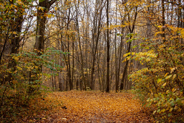 Autumn landscape. A forest in bright yellow, green and orange colors, extraordinary fantastically beautiful trees, a hill, filled with fallen leaves.