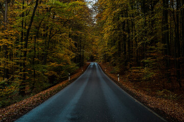 Straße im Wald (Herbst)