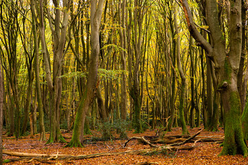 Primeval Dutch forest on a sunny day in November in extreme colorful autumn outfit.