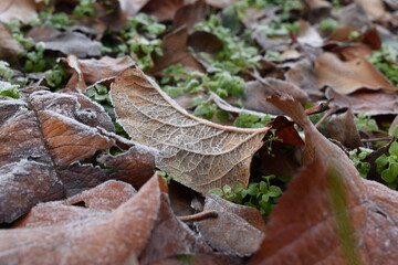 autumn leaves on the ground