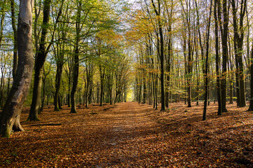 Obraz premium Primeval Dutch forest on a sunny day in November in extreme colorful autumn outfit.