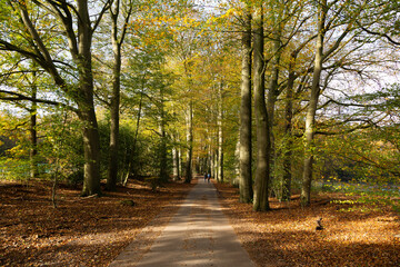 Primeval Dutch forest on a sunny day in November in extreme colorful autumn outfit.