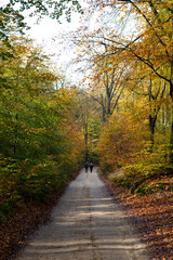 Fototapeta na wymiar Primeval Dutch forest on a sunny day in November in extreme colorful autumn outfit.