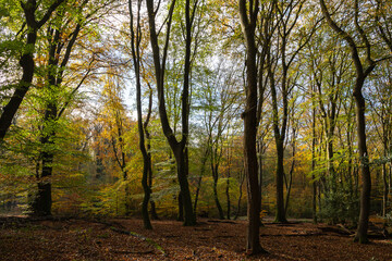 Fototapeta premium Primeval Dutch forest on a sunny day in November in extreme colorful autumn outfit.