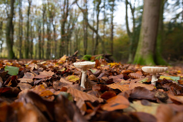Primeval Dutch forest on a sunny day in November in extreme colorful autumn outfit.