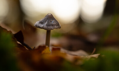 Wilder Waldpilz im Herbstwald