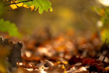 Unscharfer Hintergrund im Herbst mit Bokeh
