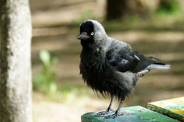 The jackdaw bird is sitting on the edge of the bench.