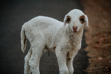 Close Up of Cute White indian Sheep