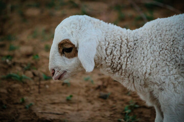 Naklejka premium Close Up of Cute White indian Sheep