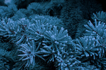 Fototapeta na wymiar Beautiful frozen branches of fir tree in winter season. Closeup.