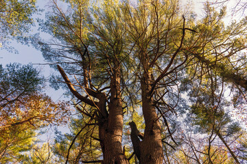 Obraz premium A photograph of tree tops and the sky taken from directly below.