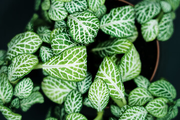 Flores verdes con l&iacute;neas blancas  sobre fondo oscuro, naturaleza, flores