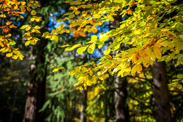 Montseny deep forest colorful autumn in Catalonia, Spain.