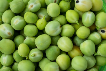 Closeup of healthy fresh green vetches on a pot  