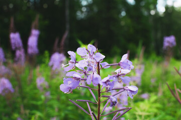 Field of blooming sally flowers, wild medicinal herbal tea of willow plant or Epilobium close up. Willow-herb, medicinal plant, herbalism. Russian Ivan Tea