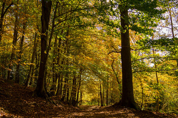 Montseny deep forest colorful autumn in Catalonia, Spain.