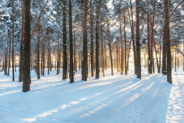 Beautiful winter landscape. Pine forest in the snow, the sun's rays make their way through the tree trunks. Winter, frosty sunny day.