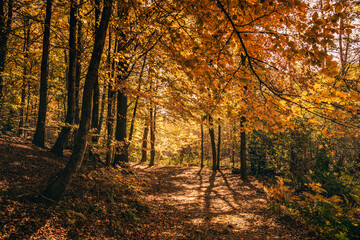 Montseny deep forest colorful autumn in Catalonia, Spain.