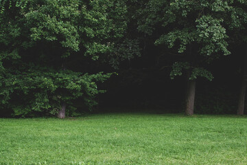 Horizon of meadow and forest, camping site on green plain meadow